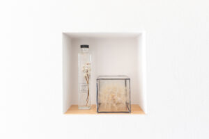 野菜づくりと暮らしを楽しむ平屋